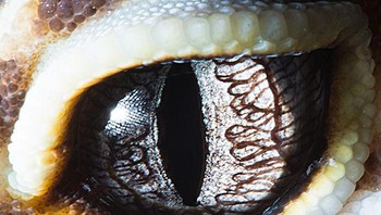 Ini mata tokok leopard. Foto: Suren Manvelyan via Boredpanda