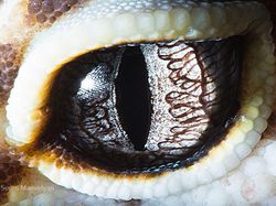 Melihat Kedahsyatan Ciptaan Tuhan Lewat Foto Makro Mata Hewan