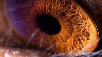 Ini mata simpanse. Foto: Suren Manvelyan via Boredpanda