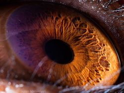 Melihat Kedahsyatan Ciptaan Tuhan Lewat Foto Makro Mata Hewan