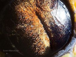 Melihat Kedahsyatan Ciptaan Tuhan Lewat Foto Makro Mata Hewan