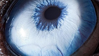 Bisa ditebak ini foto hewan apa? Jawabnya anjing husky. Foto: Suren Manvelyan via Boredpanda