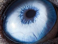 Melihat Kedahsyatan Ciptaan Tuhan Lewat Foto Makro Mata Hewan