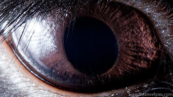 Ini mata kelinci hitam. Foto: Suren Manvelyan via Boredpanda