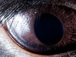 Melihat Kedahsyatan Ciptaan Tuhan Lewat Foto Makro Mata Hewan