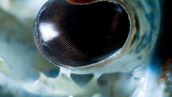 Ini mata lobster biru. Foto: Suren Manvelyan via Boredpanda