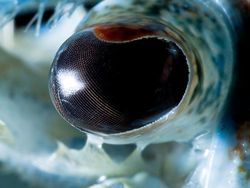 Melihat Kedahsyatan Ciptaan Tuhan Lewat Foto Makro Mata Hewan