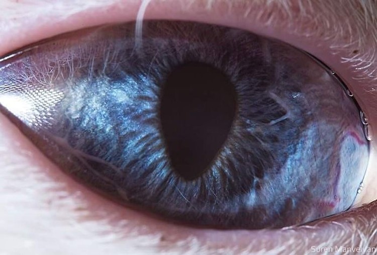 Foto makro mata hewan