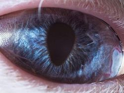 Melihat Kedahsyatan Ciptaan Tuhan Lewat Foto Makro Mata Hewan