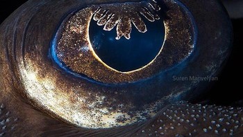 Ini mata ikan manta. Foto: Suren Manvelyan via Boredpanda