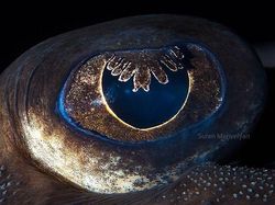 Melihat Kedahsyatan Ciptaan Tuhan Lewat Foto Makro Mata Hewan