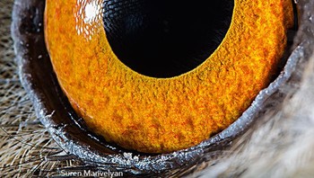 Ini cukup mudah ditebak ya detikers, mata burung hantu. Foto: Suren Manvelyan via Boredpanda