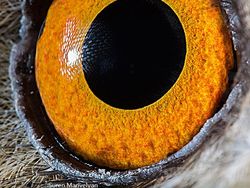 Melihat Kedahsyatan Ciptaan Tuhan Lewat Foto Makro Mata Hewan