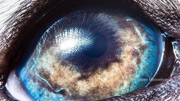 Nah kalau ini mata anjing malamut alaska. Foto: Suren Manvelyan via Boredpanda