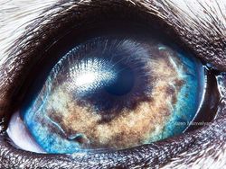 Melihat Kedahsyatan Ciptaan Tuhan Lewat Foto Makro Mata Hewan