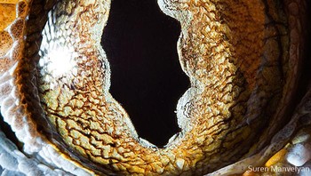 Ini mata tokek. Foto: Suren Manvelyan via Boredpanda