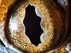 Melihat Kedahsyatan Ciptaan Tuhan Lewat Foto Makro Mata Hewan