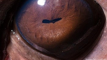 Ini mata kuda nil. Foto: Suren Manvelyan via Boredpanda