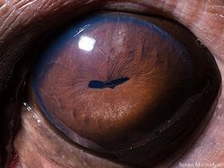 Melihat Kedahsyatan Ciptaan Tuhan Lewat Foto Makro Mata Hewan