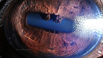 Ini mata kuda. Foto: Suren Manvelyan via Boredpanda