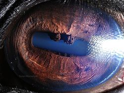 Melihat Kedahsyatan Ciptaan Tuhan Lewat Foto Makro Mata Hewan