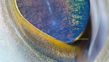 Ini mata rockfish. Foto: Suren Manvelyan via Boredpanda