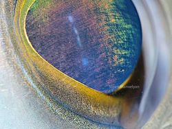 Melihat Kedahsyatan Ciptaan Tuhan Lewat Foto Makro Mata Hewan