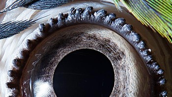 Ini mata burung macaw biru kuning. Foto: Suren Manvelyan via Boredpanda