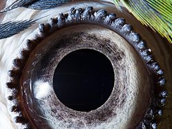 Melihat Kedahsyatan Ciptaan Tuhan Lewat Foto Makro Mata Hewan