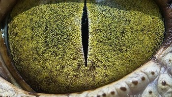 Ada yang bisa menebaknya? Gampang banget, ini mata buaya. Foto: Suren Manvelyan via Boredpanda