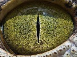 Melihat Kedahsyatan Ciptaan Tuhan Lewat Foto Makro Mata Hewan