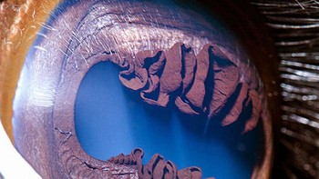 Setiap hewan memiliki mata yang berbeda-beda. Dan ketika dipandang dari dekat bak sebuah planet yang belum pernah dilihat sebelumnya.  Foto: Suren Manvelyan via Boredpanda