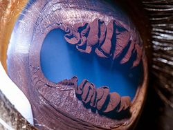 Melihat Kedahsyatan Ciptaan Tuhan Lewat Foto Makro Mata Hewan