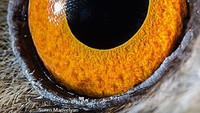 Ini adalah mata dari burung hantu bertelinga panjang. (Suren Manvelyan)