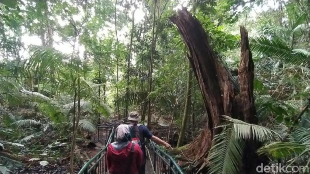 Hutan Angker di Ciamis