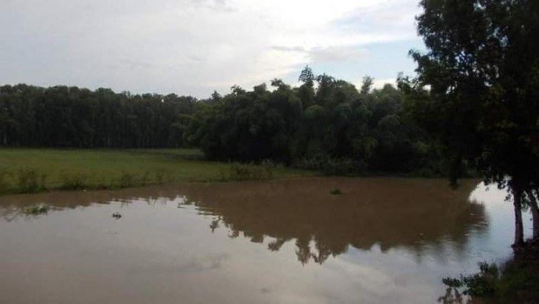 Hutan Tra Su Hutan di Vietnam.