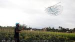 Keren! di Yogya Layangan Jadi Media Kampanye Corona