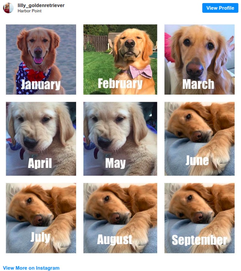 Tahun 2020 sejak awal tahun sudah bikin pusing, mulai dari kebakaran hebat Australia sampai virus corona. Meme ini mungkin bisa menghibur kamu. Semangat!