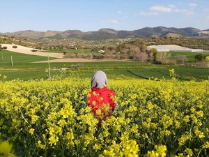 Pesona Panorama Perkebunan Sicilia di Italia