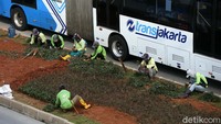Penanaman tanaman hias ini untuk memberikan kesan asri dan hijau di tengah kota.