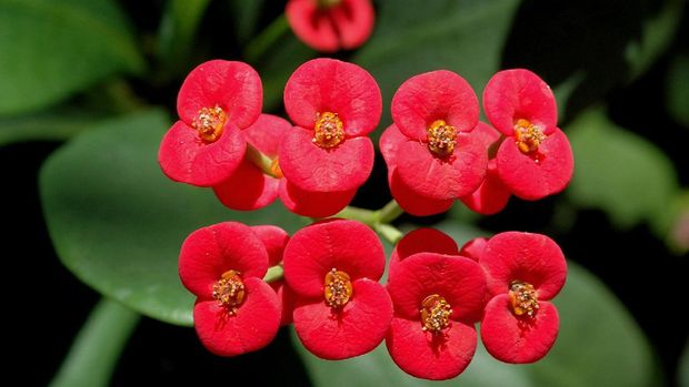 Tanaman euphorbia (Ist)