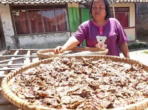 Renyah Gurih Tike, Camilan Kemarau dari Umbi Rumput Rawa Liar