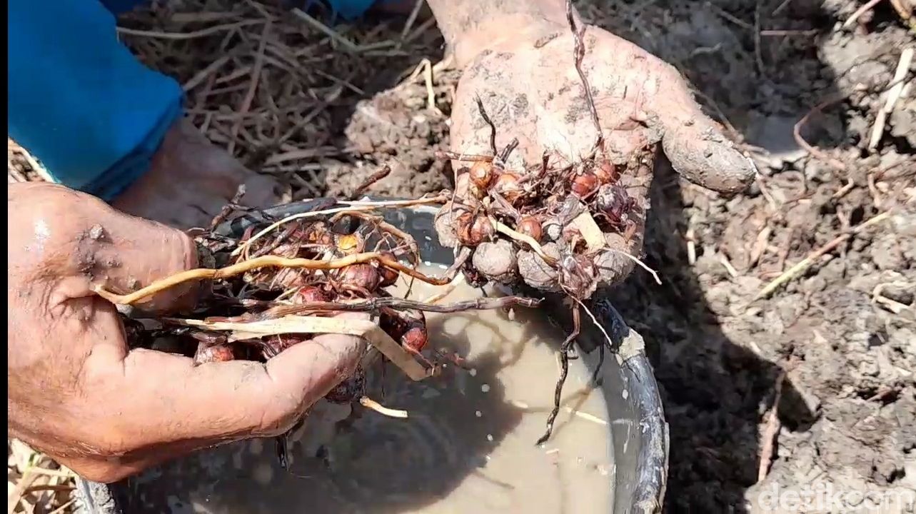 Tike, Camilan Kemarau dari Umbi Rumput Rawa Liar