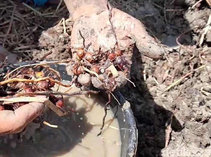 Tike, Camilan Kemarau dari Umbi Rumput Rawa Liar