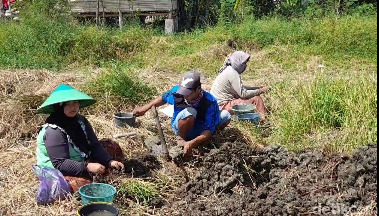 Tike, Camilan Kemarau dari Umbi Rumput Rawa Liar
