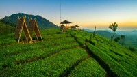 Sky Bridge Pangalengan: Spot Terbaik Nikmati Kebun Teh