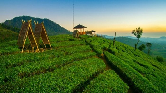 Kebun teh di Pangalengan.