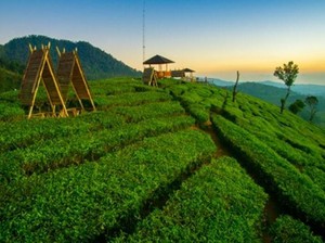 Dampak Buruk Rusaknya Kebun Teh Pangalengan Disorot Bupati Bandung