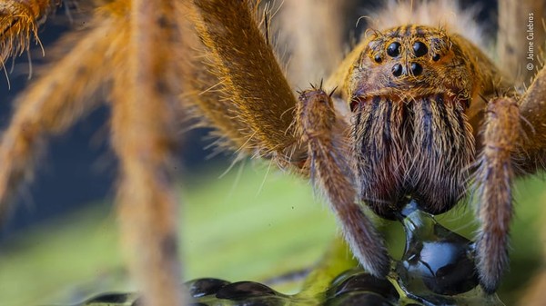 Penghargaan Wildlife Photographer of the Year 2020 memamerkan fotografi alam dan jurnalisme foto terbaik. Penghargaan Wildlife Photographer of the Year 2020 memamerkan fotografi alam dan jurnalisme foto terbaik.