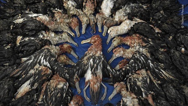 Kumpulan burung albatros mati. Mereka tenggelam setelah tersangkut tali rawai yang dipasang oleh kapal penangkap ikan di Afrika Selatan.